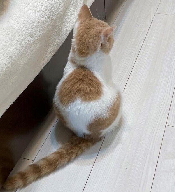 背中のハートが特徴のかんきちくん