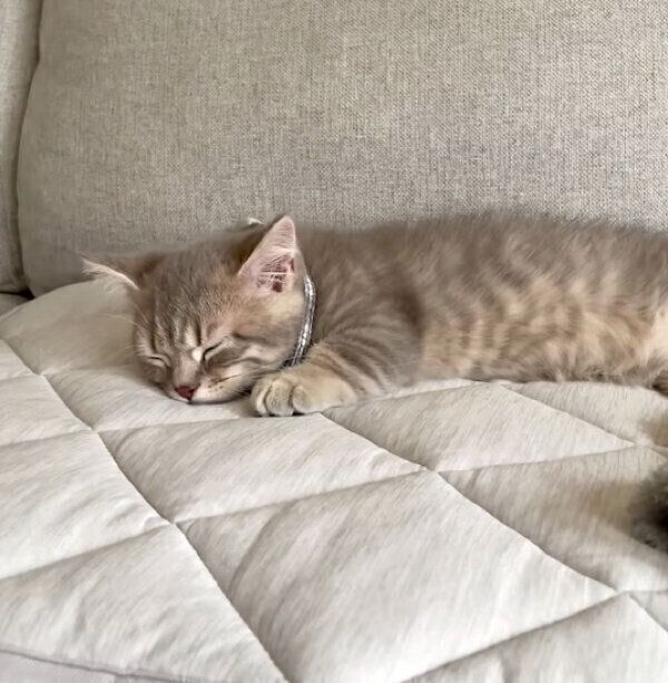 バタンキューするししゃもくん