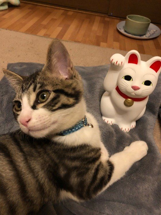 招き猫とラムくん