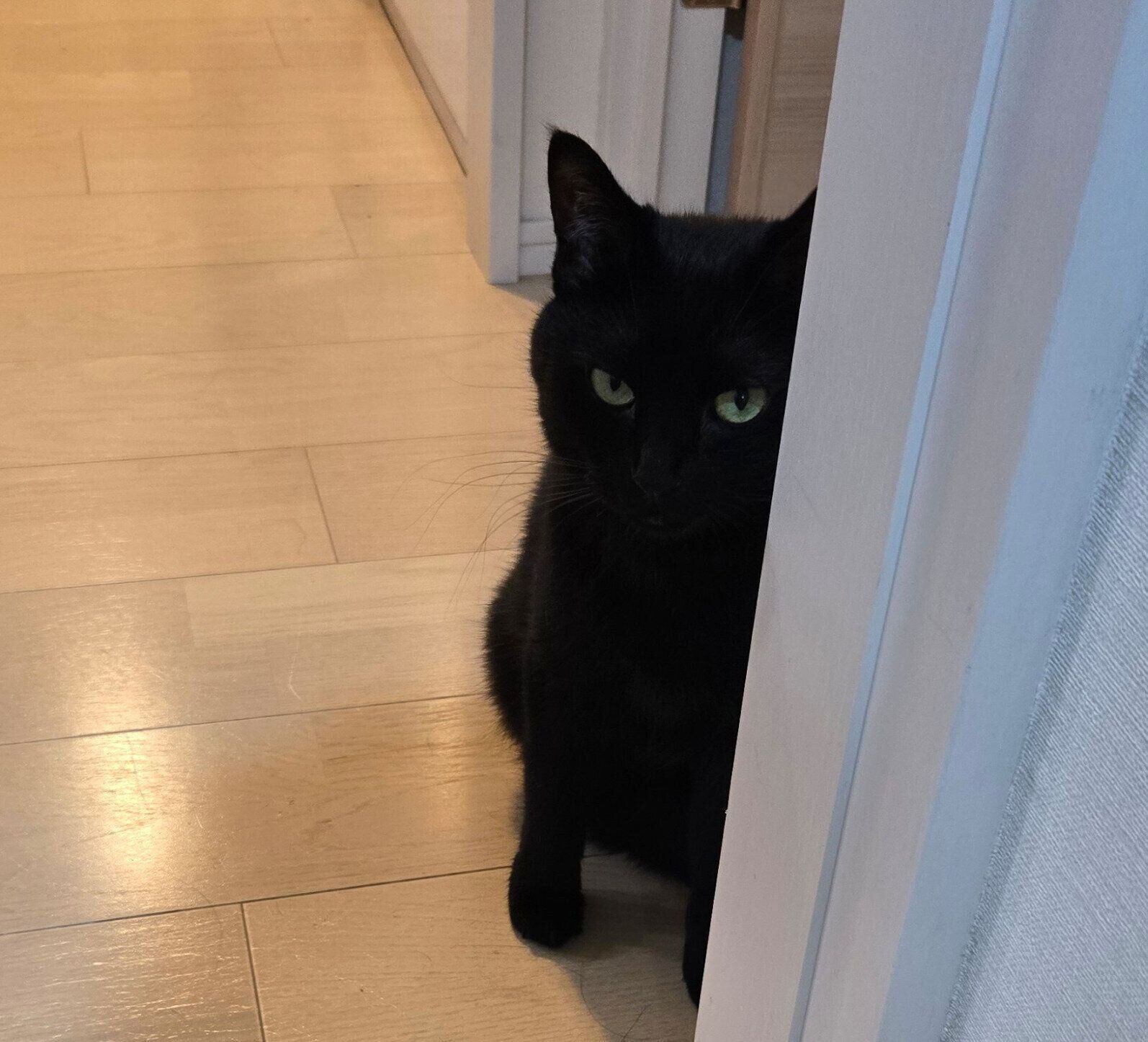 不満げな顔で飼い主さんを見つめるのあるちゃん