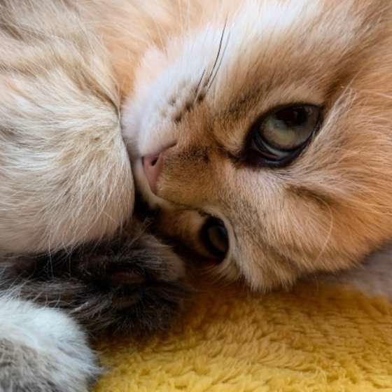 ペルシャのミーくん