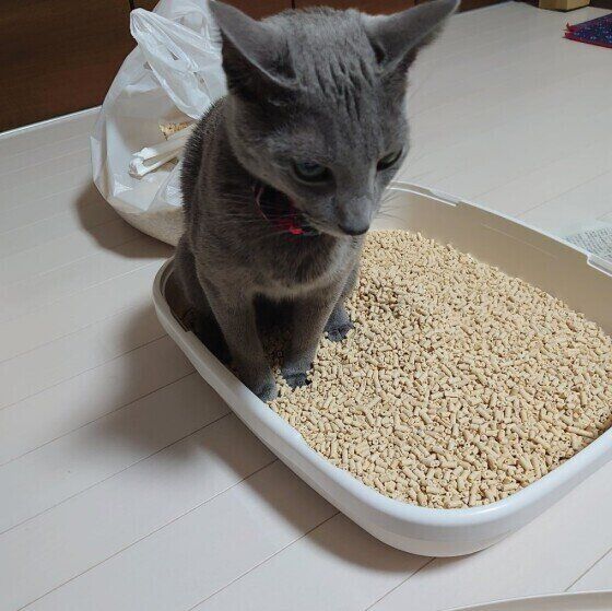 トイレ中のロシアンブルー