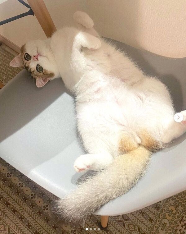 ヘソ天するなぎちゃん