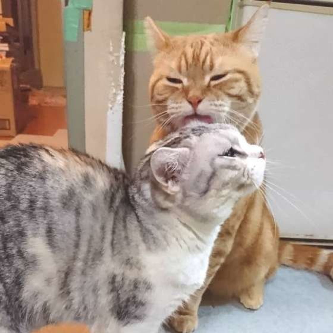 意外なしぐさも 猫が飼い主さんに見せる 10の好き好きサイン ねこのきもちweb Magazine 意外なしぐさも 猫が飼い主さんに見せる 10の好き好きサイン ねこのきもちweb Magazine