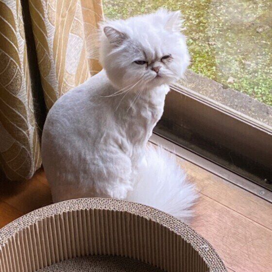 ゆっくりまばたきするペルシャ