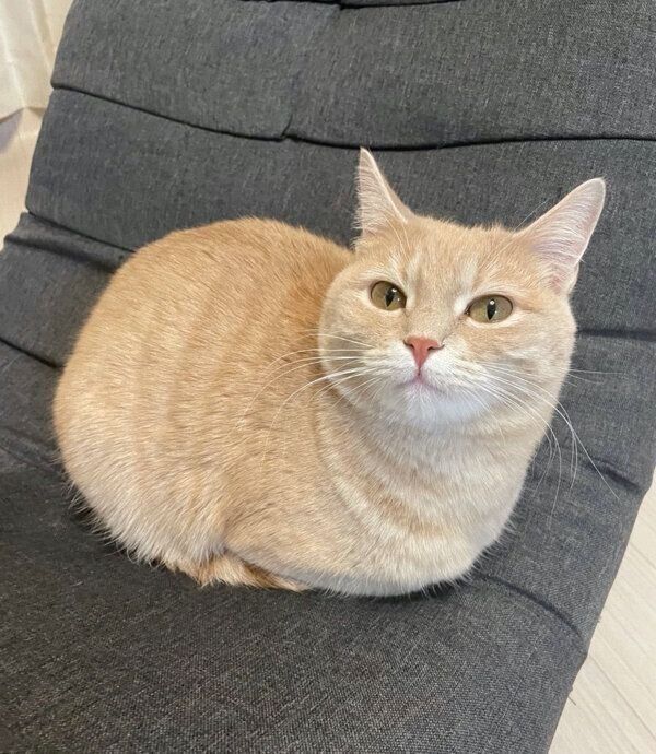 「おててないない」でくつろぐ、くるみちゃん