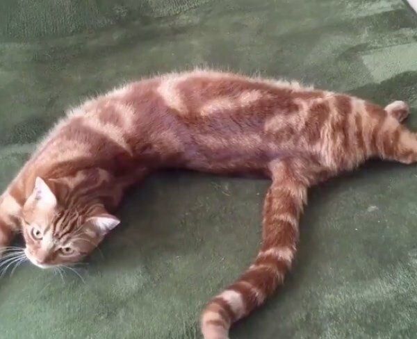 ルンバに攻撃されても余裕の表情なナツメグくん