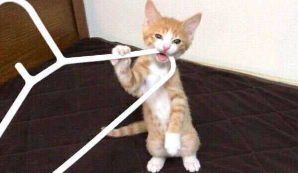 ハンガーを噛むいなりくん