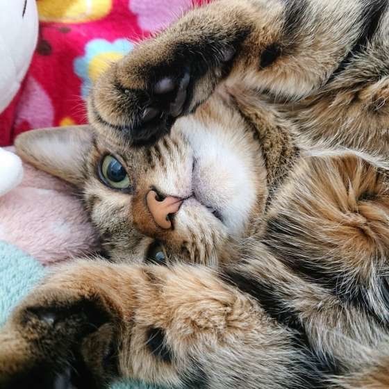 寝転がるキジトラ