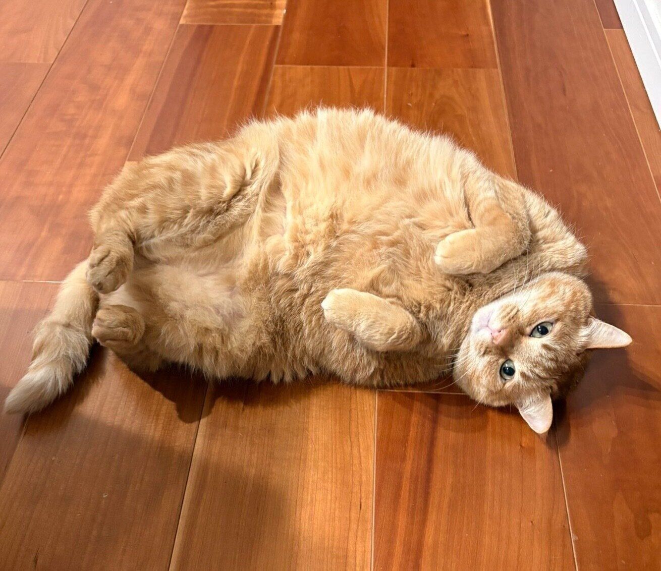 寝転がってアピールするすずくん