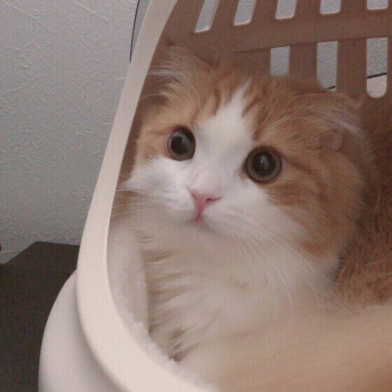 キャリーバッグに入るスコティッシュフォールド