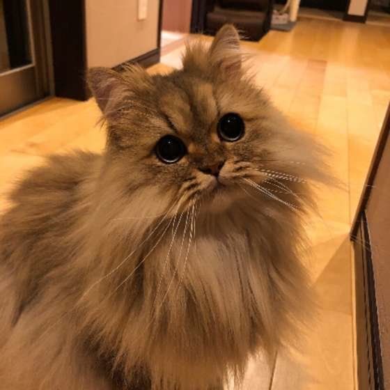 ペルシャ猫のパピコ