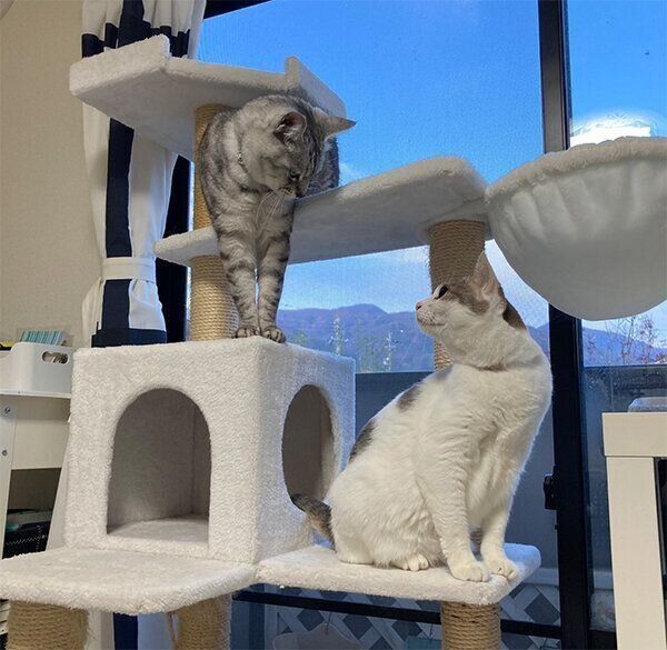 キャットタワーに登るヨキくん