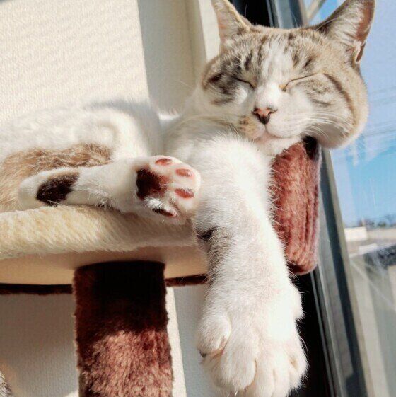 日なたぼっこする甚平くん（MIX）