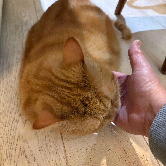飼い主の手をなめるエキゾチックショートヘア