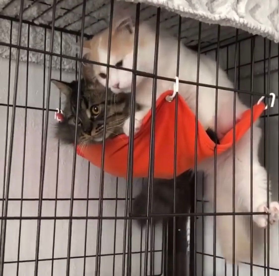 仲良しチロルくん＆アポロくん