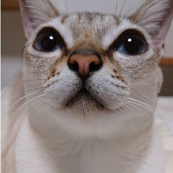 シンガプーラの空ちゃん