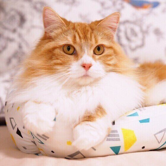 見つめるマンチカン