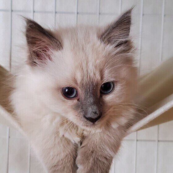 ロシアンブルーのブルーちゃん