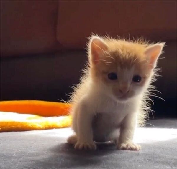 家に来たばかりのぱんくん