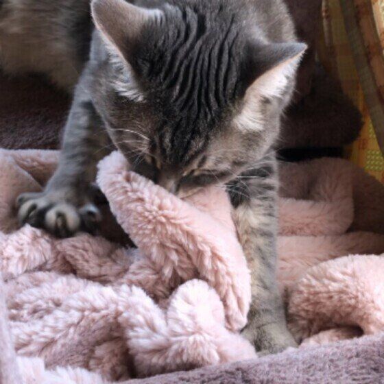 ふみふみするみるるちゃん（MIX）