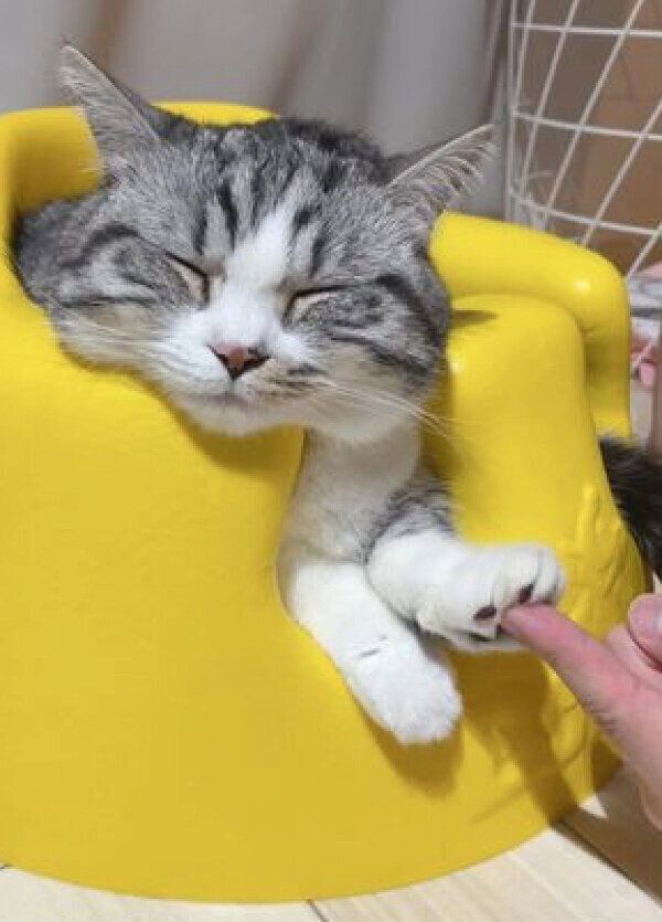 お気に入りの赤ちゃんイスで眠るふにちゃん