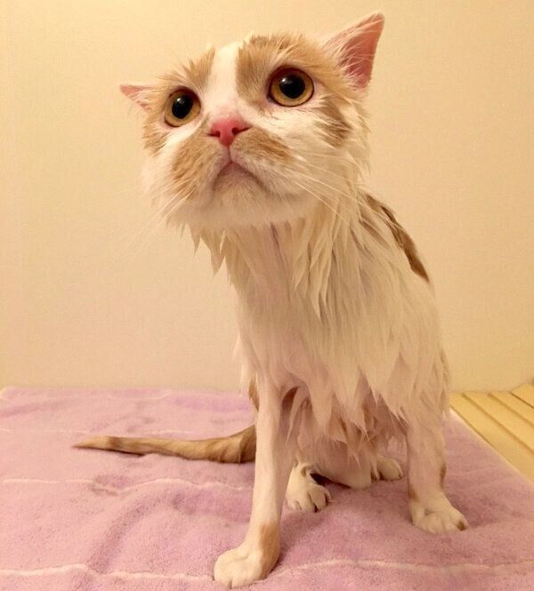 シャンプーをしてもらうホイちゃん