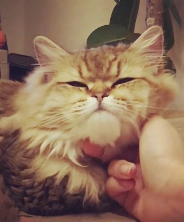 撫でられるラガマフィン