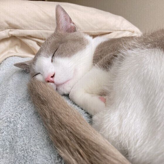 MIX　グレーのつみれくん