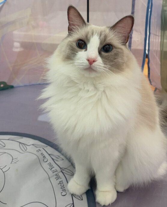 飼い主の家族を見つめるラグドール