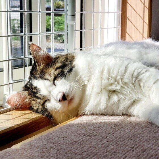 福ちゃん（MIX）