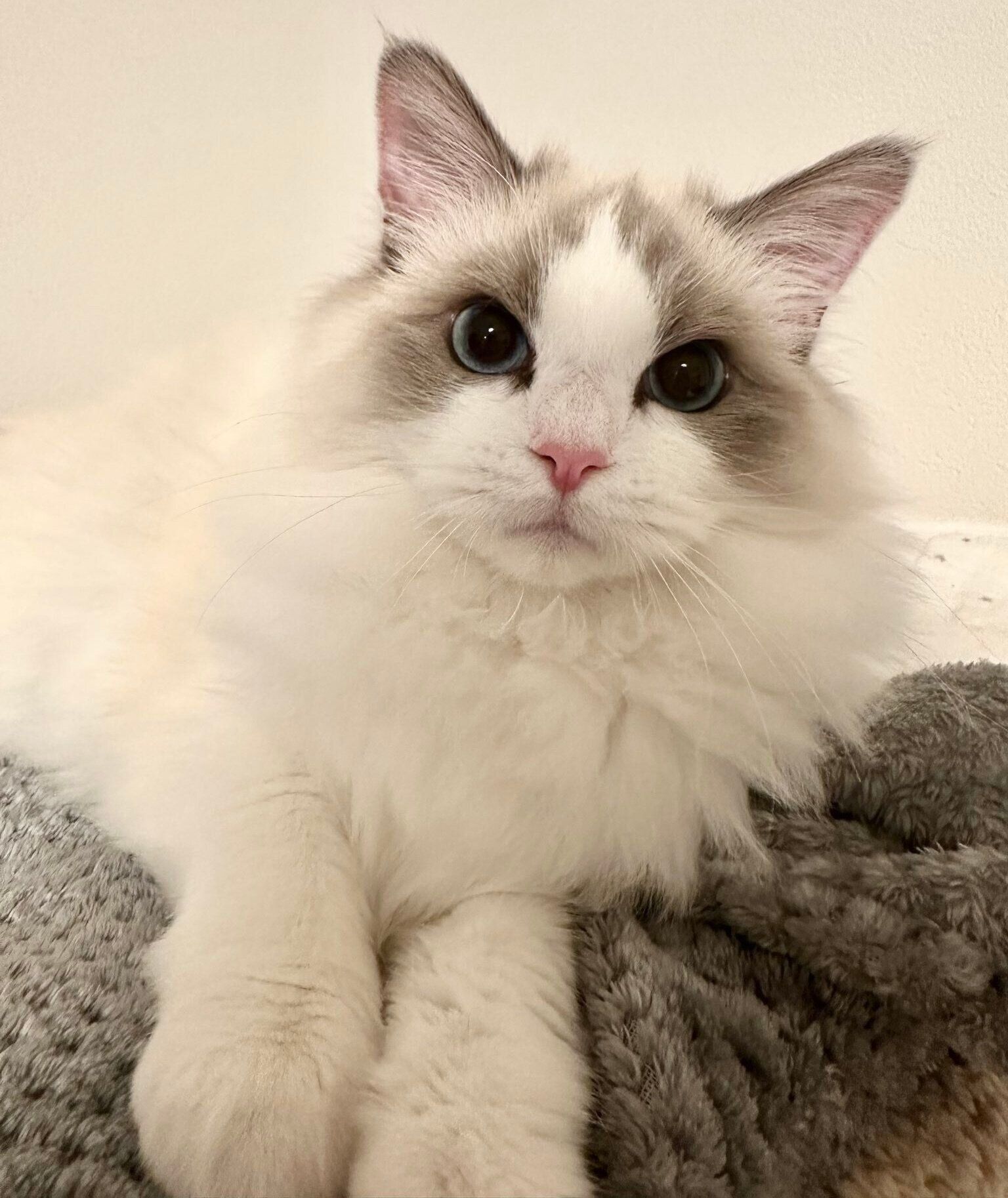 飼い主さんを見つめるせなちゃん