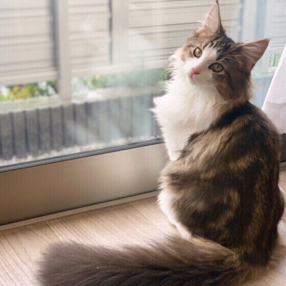 見つめるノルウェージアンフォレストキャット