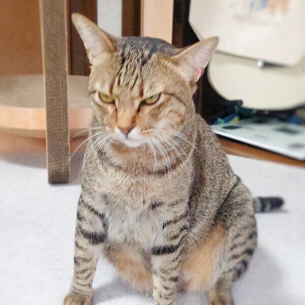 不機嫌なもなちゃん