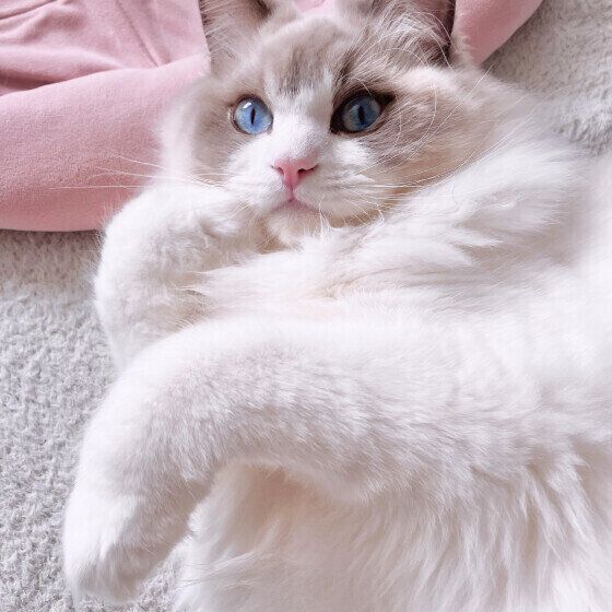 ラグドールのめるもくん