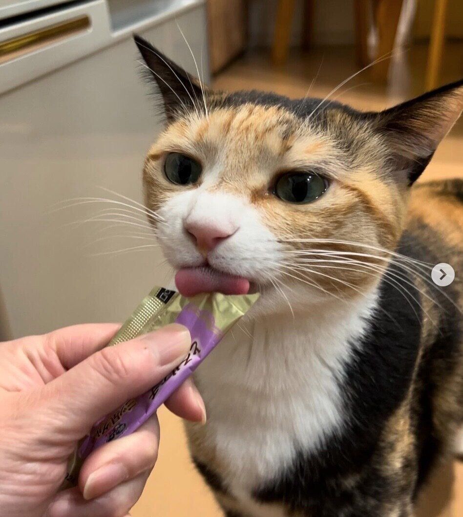 おやつを食べるフーちゃん