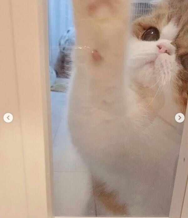 「開けろ〜」とアピールするよもぎくん