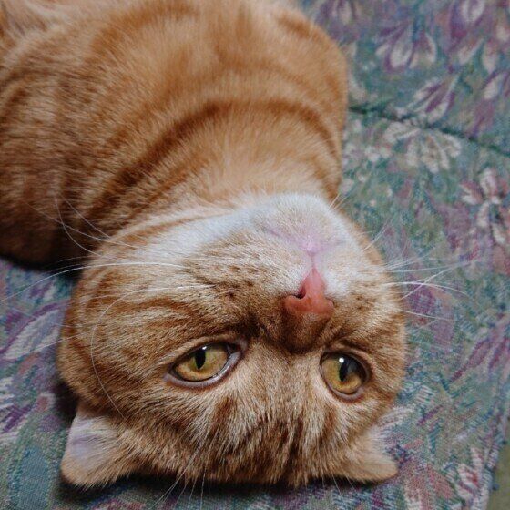 垂れ耳のスコティッシュフォールド