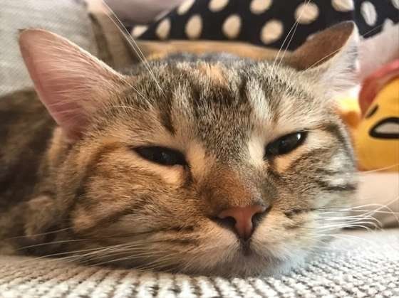 見つめるマンチカン