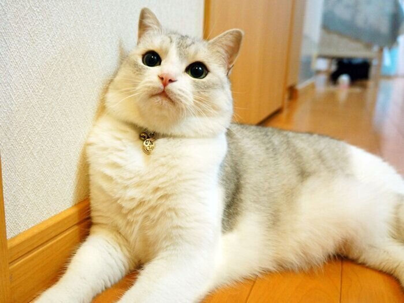 もはや季節の恒例行事 猫の毛玉吐き 本日もねこ晴れなり Vol 353 ねこのきもちweb Magazine もはや季節の恒例行事 猫の毛玉吐き 本日もねこ晴れなり Vol 353 ねこのきもちweb Magazine