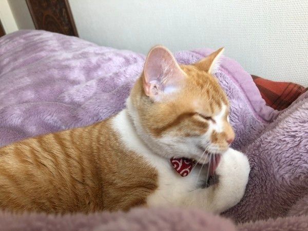 MIX　茶トラ　オス　そら豆