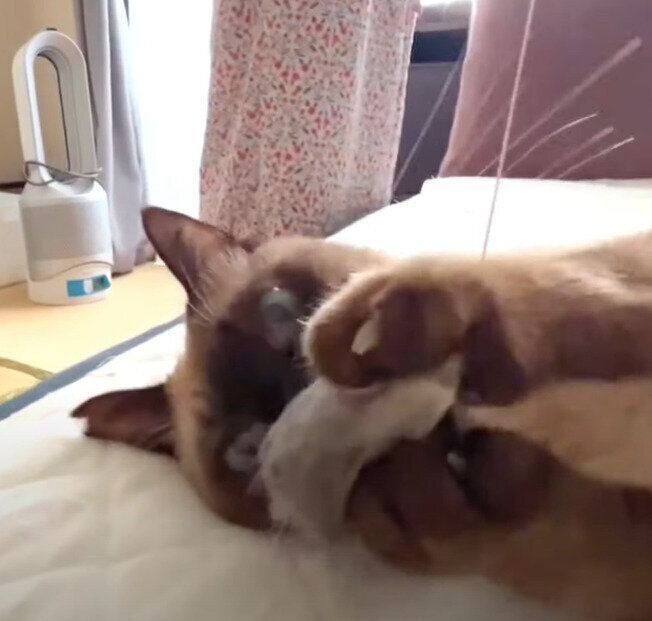 キャッチしたモフィちゃん