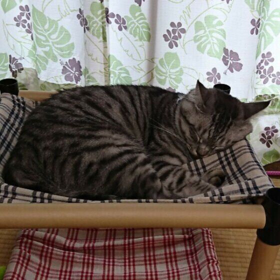 手作りハンモックで眠るサバトラ