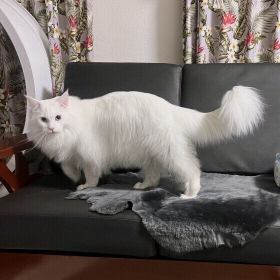 メインクーンのククルちゃん