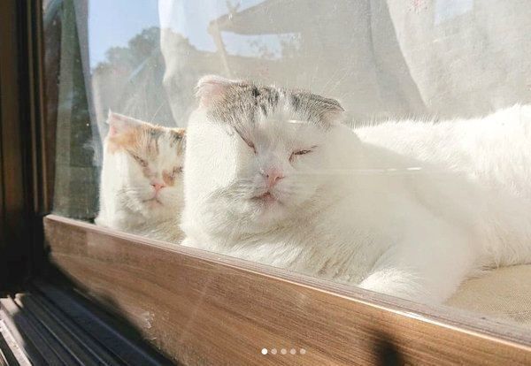 シンクロするライくんといとさん