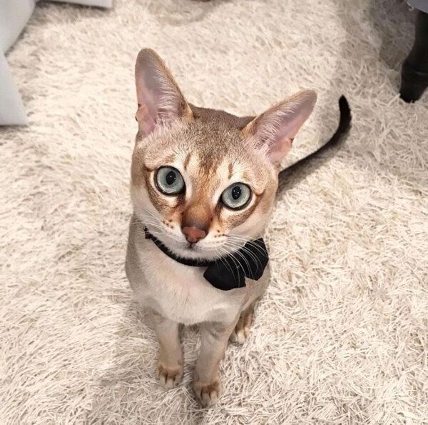 見つめるモルトくん