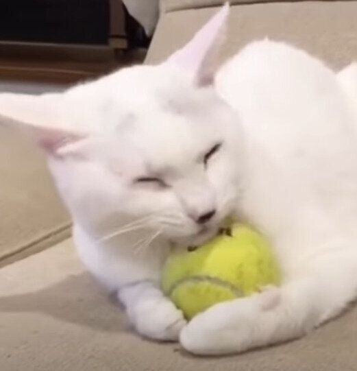 ボールに夢中のハクちゃん