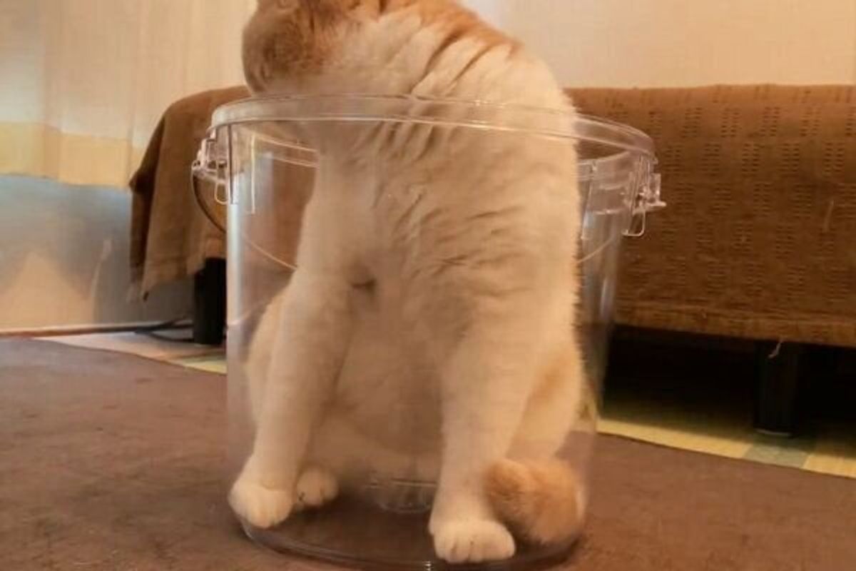 まるで静止画 バケツの中で 液体 になってフリーズする猫に胸キュン ねこのきもちweb Magazine