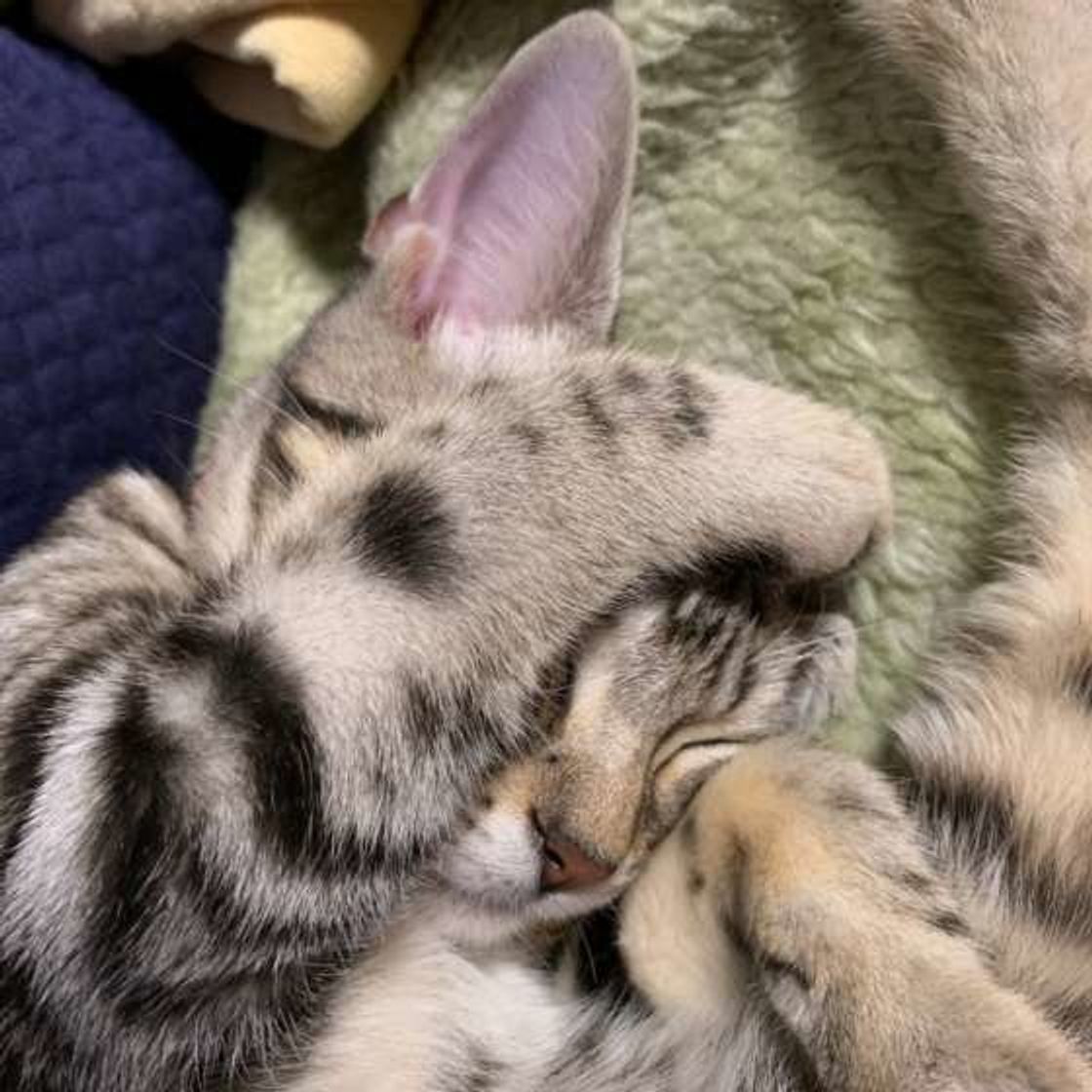 猫が まぶしい寝 をする理由は 目を隠して寝るかわいい猫大集合 ねこのきもちweb Magazine 猫が まぶしい寝 をする理由は 目を隠して寝るかわいい猫大集合 ねこのきもちweb Magazine