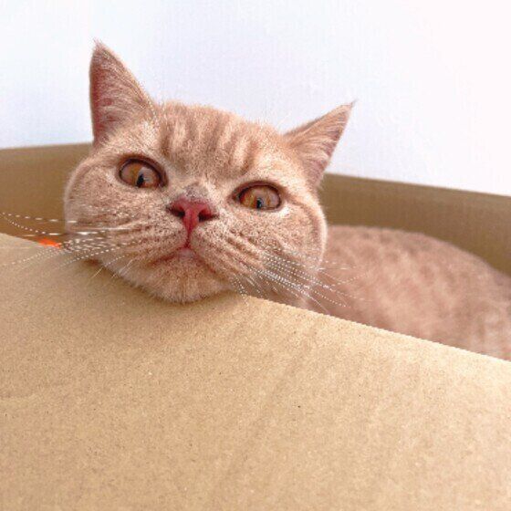 段ボール箱に入るブリティッシュショートヘア